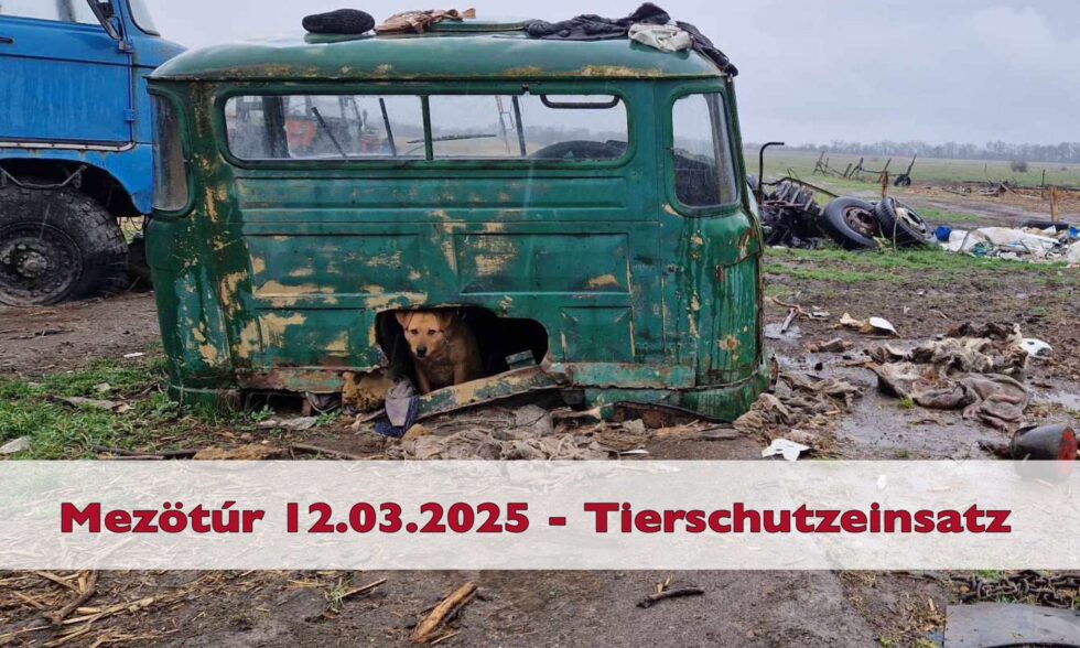 Tierheim Mezötúr Tierschutz