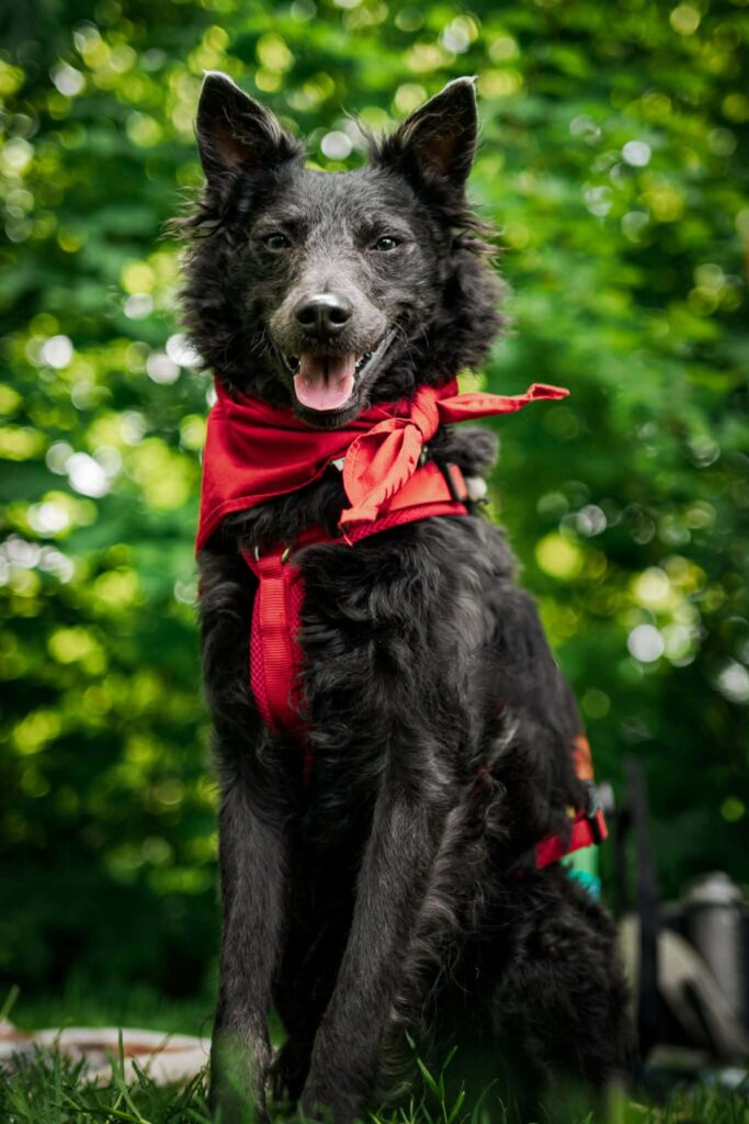 Schwarzer Hund mit rotem Bandana