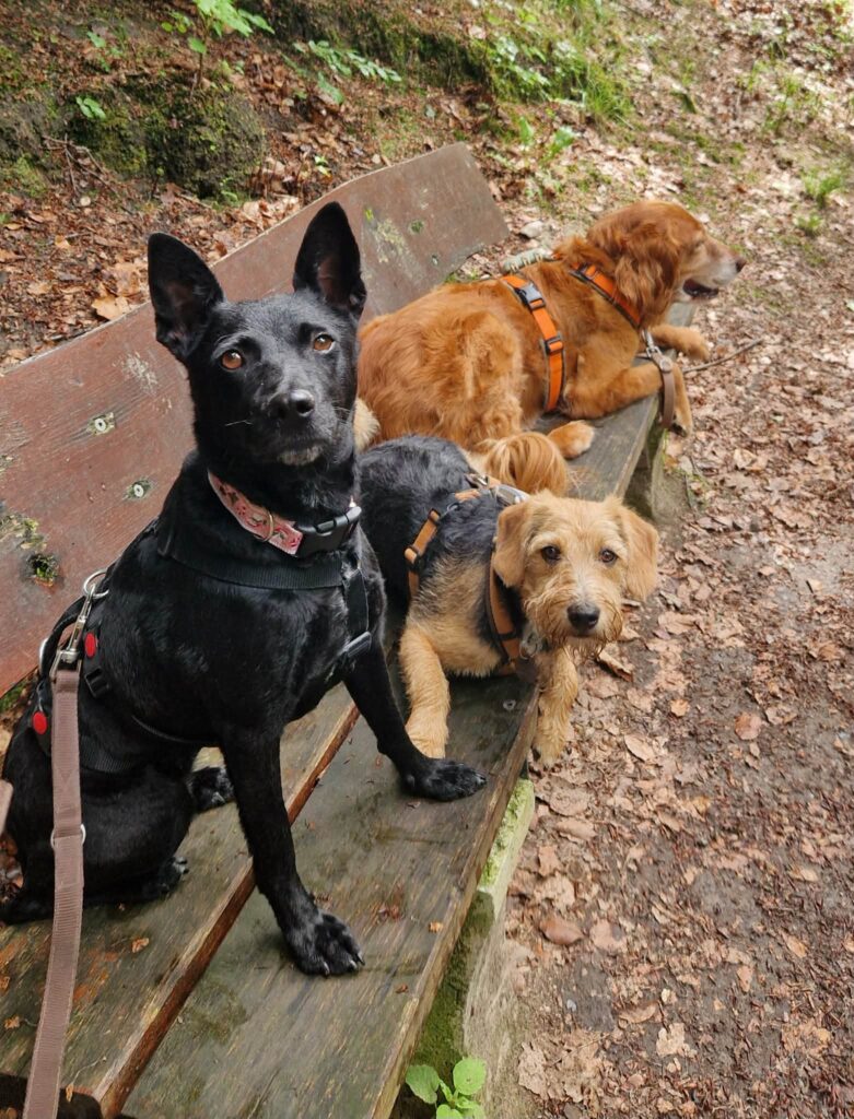 Drei Hunde auf einer Bank