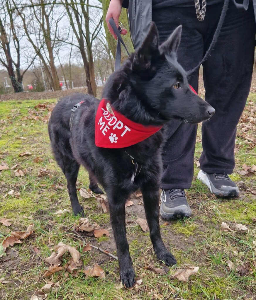 Schwarzer Hund mit rotem Halstuch
