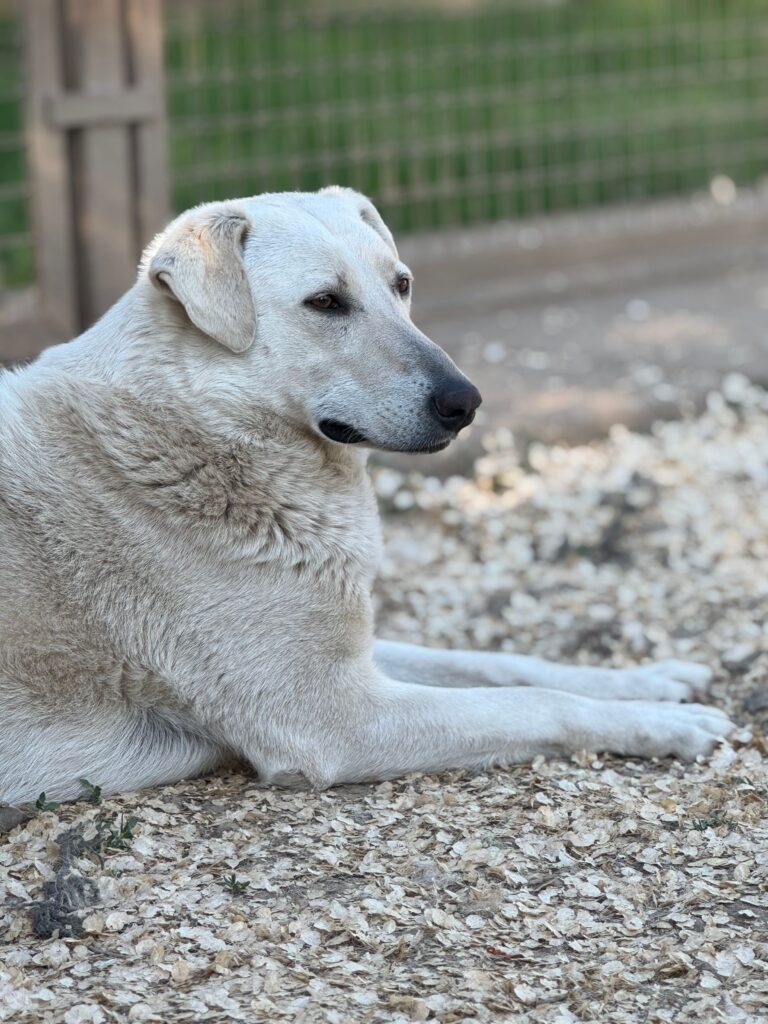 Weisser Hund liegt draußen