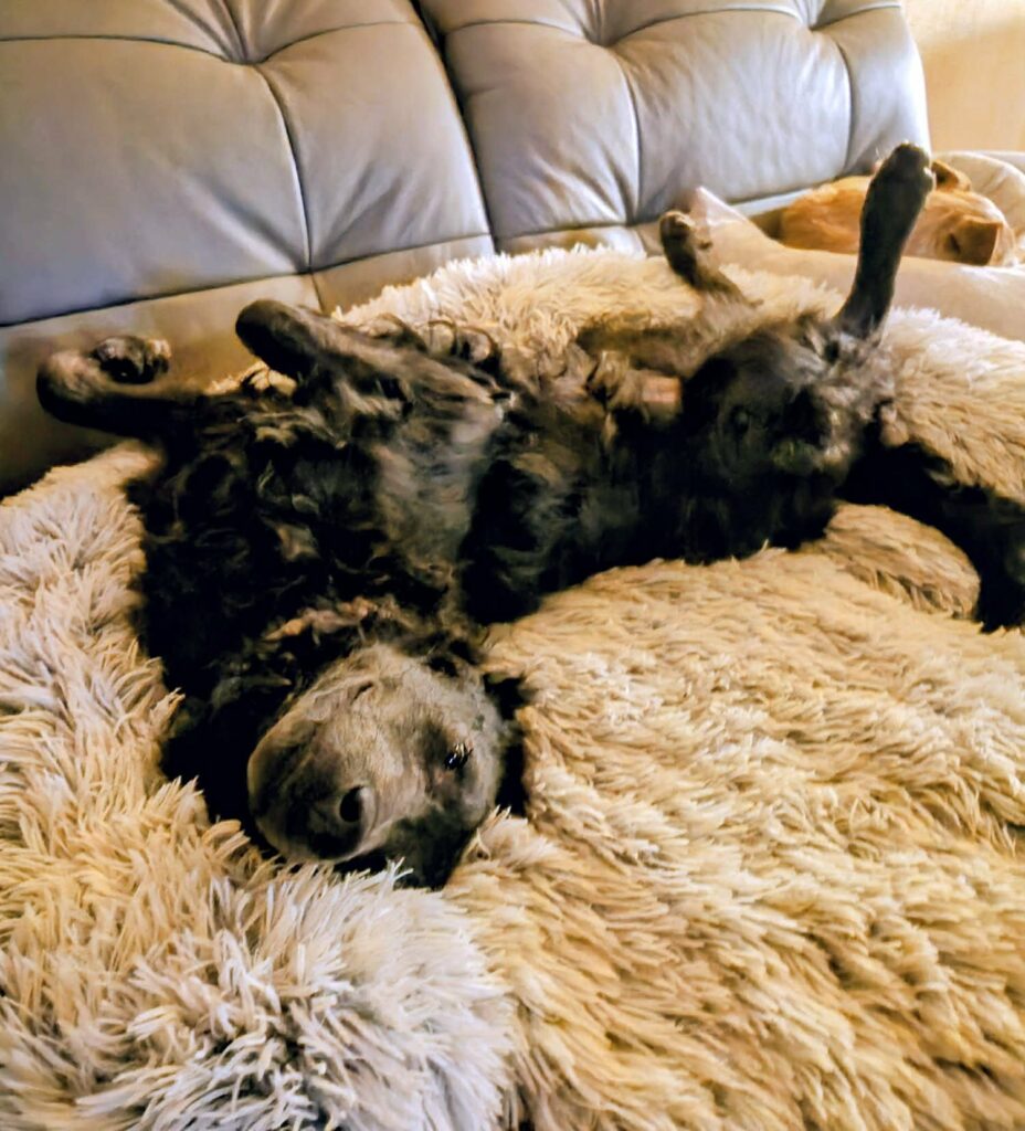 Schwarzer Hund entspannt sich auf Teppich