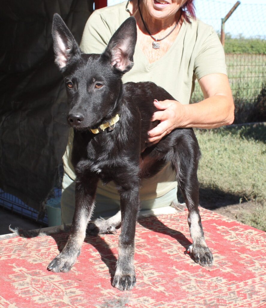 Schwarzer Hund mit großen Ohren