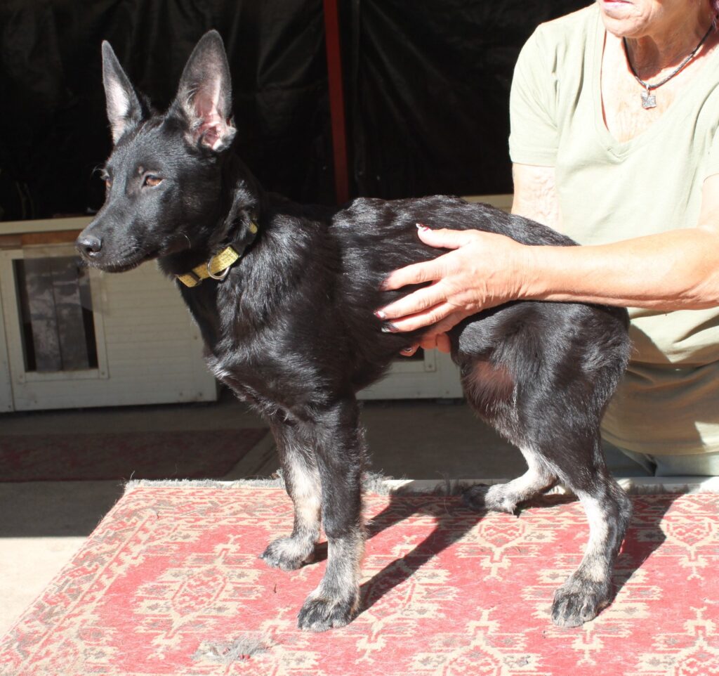 Schwarzer Hund auf rotem Teppich