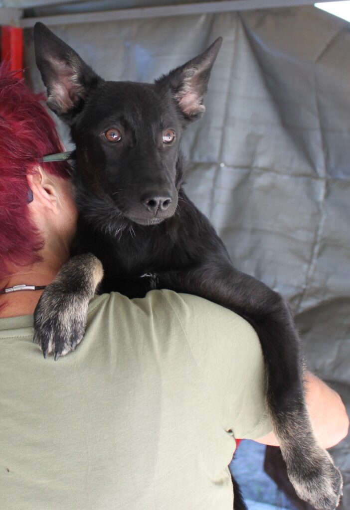 Schwarzer Hund auf Schulter