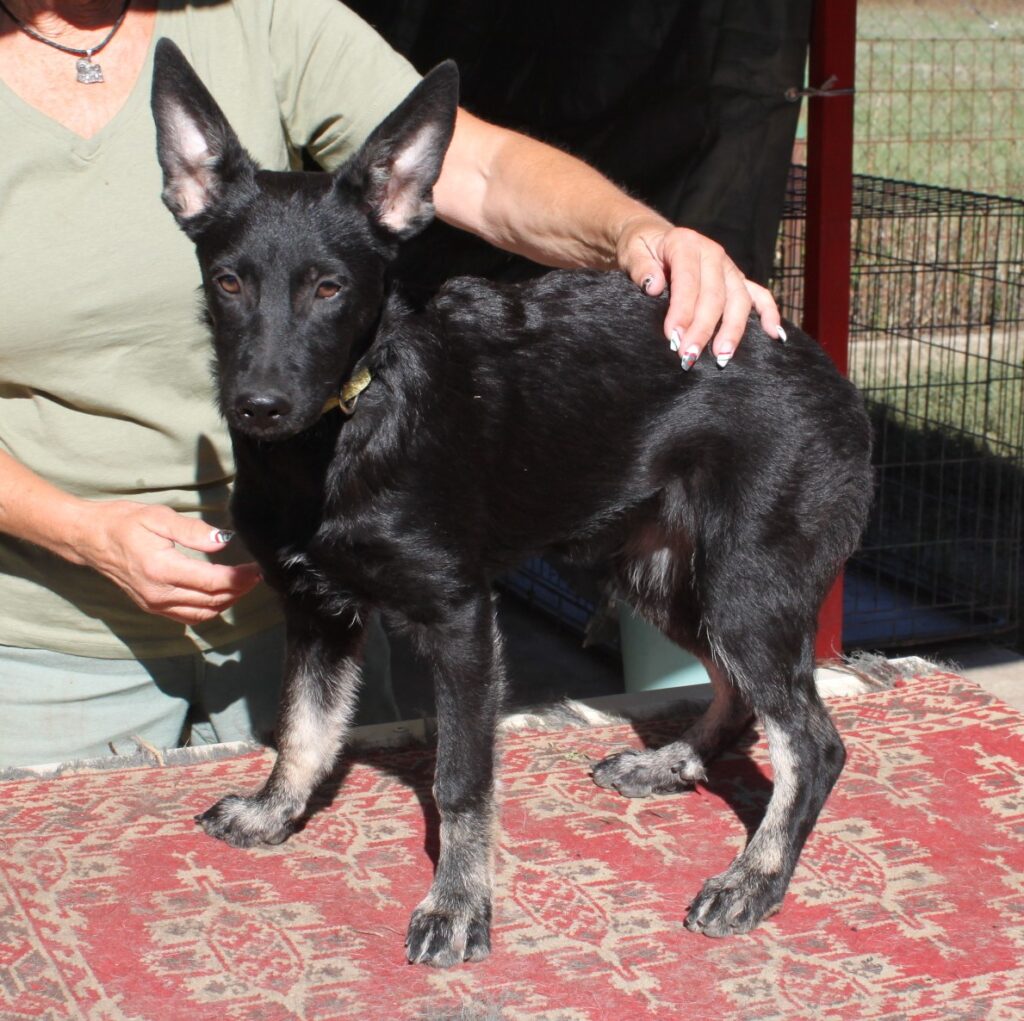 Schwarzer Hund mit aufmerksamen Ohren