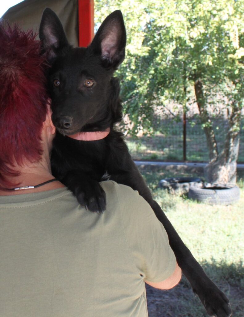 Schwarzer Hund auf Schulter