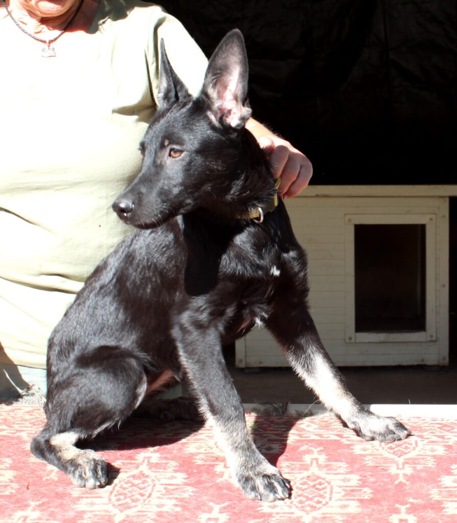 Schwarzer Deutscher Schäferhund Welpe