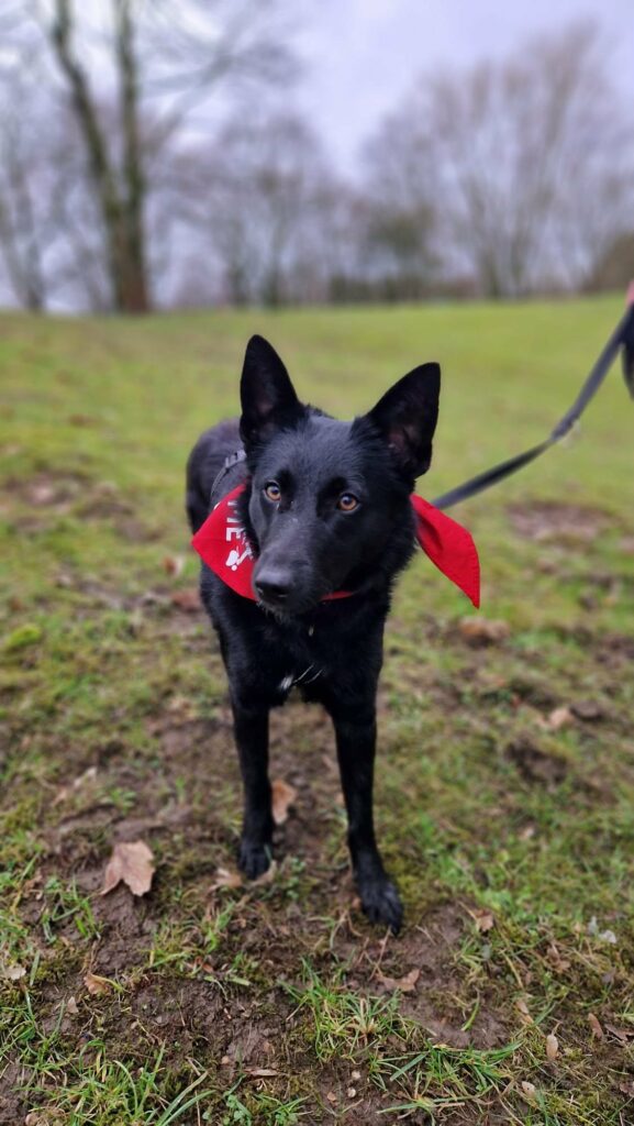 Schwarzer Hund mit rotem Halstuch