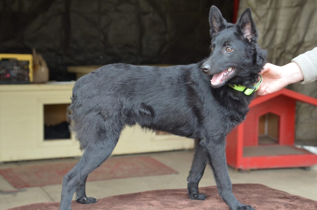 Schwarzer Hund mit Halsband