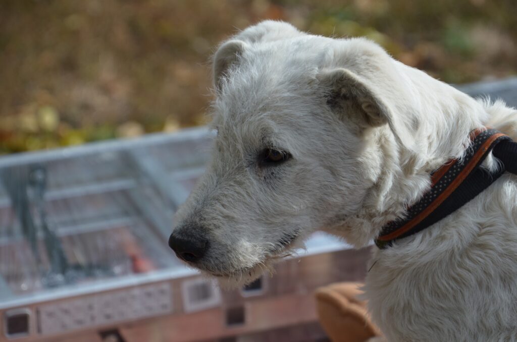 Weißer Hund mit Halsband