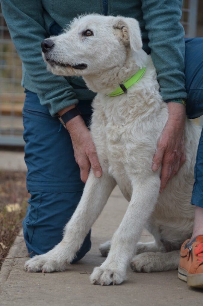Weißer Hund mit Person