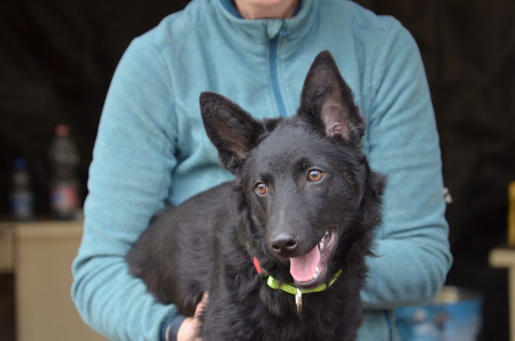 Schwarzer Hund wird gehalten