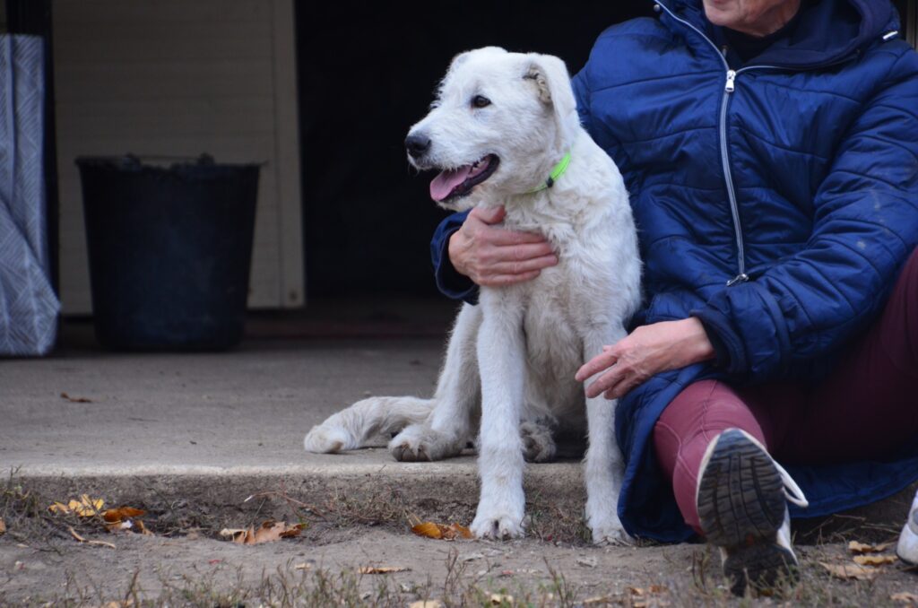 Weißer Hund mit Person