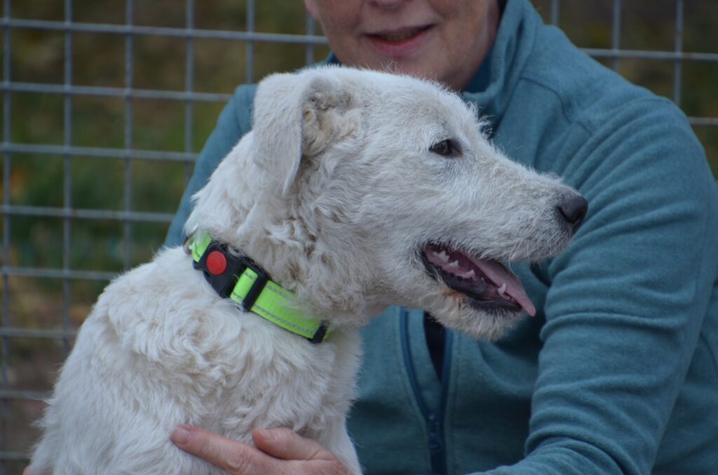 Weißer Hund mit Halsband