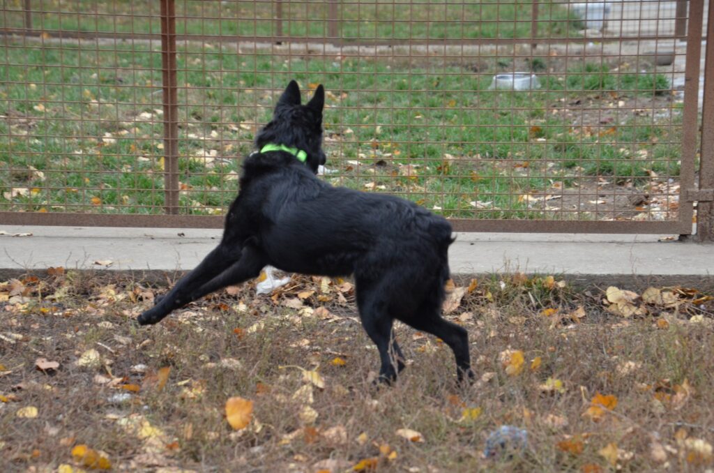 Schwarzer Hund mit Halsband rennt