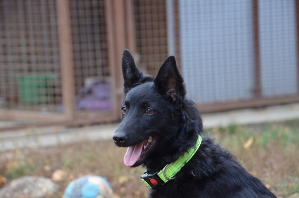 Schwarzer Deutscher Schäferhund mit Halsband