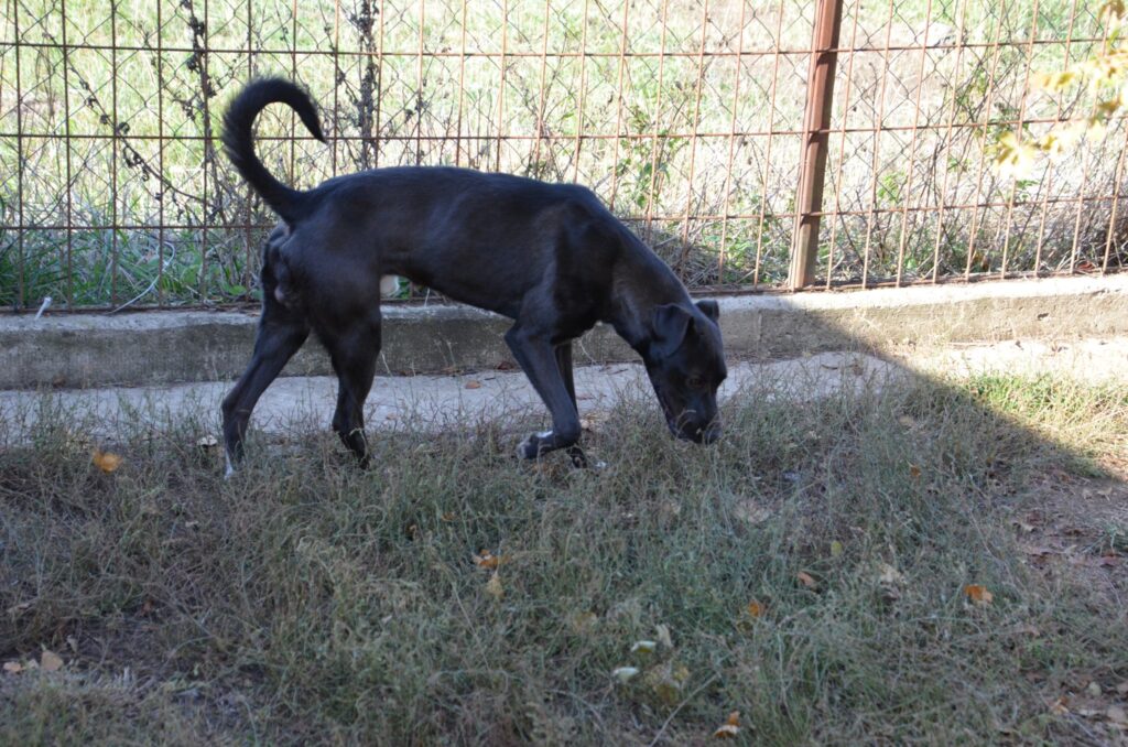 Schwarzer Hund schnüffelt Gras