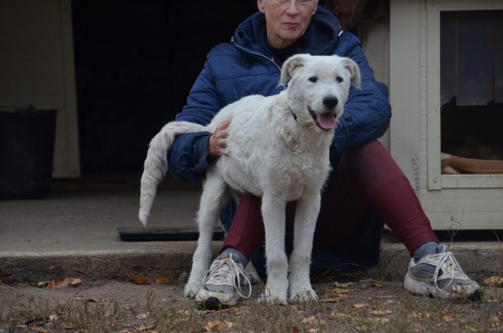 Weißer Hund mit Person