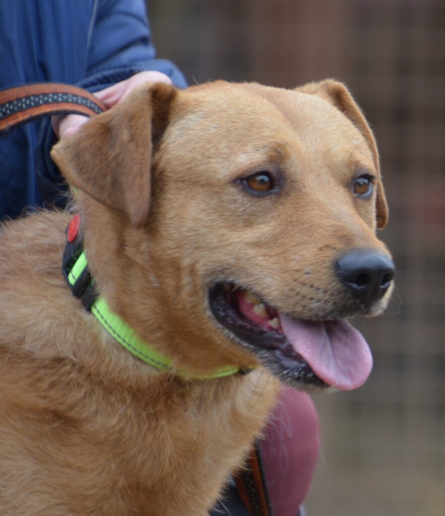 Brauner Hund mit Zunge
