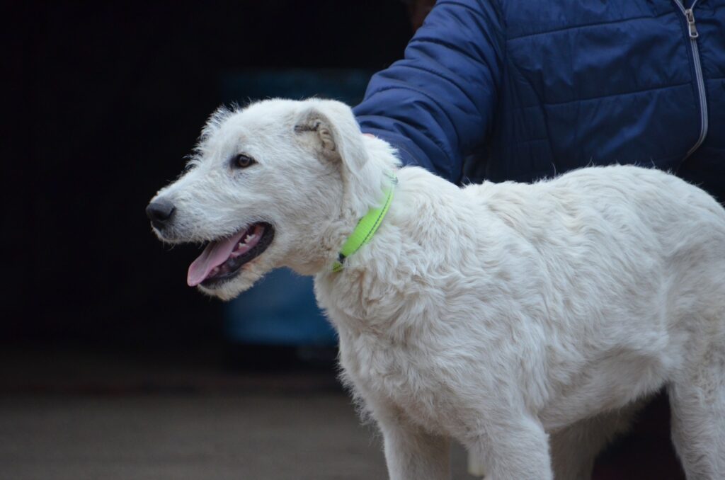 Weißer Hund mit Halsband