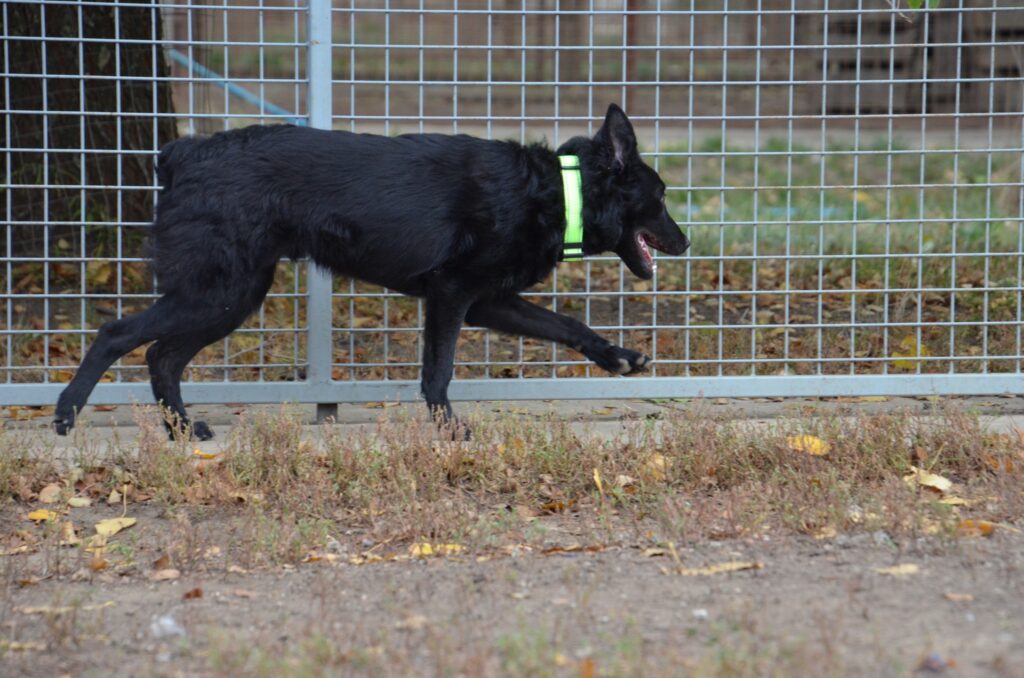 Schwarzer Hund mit Halsband