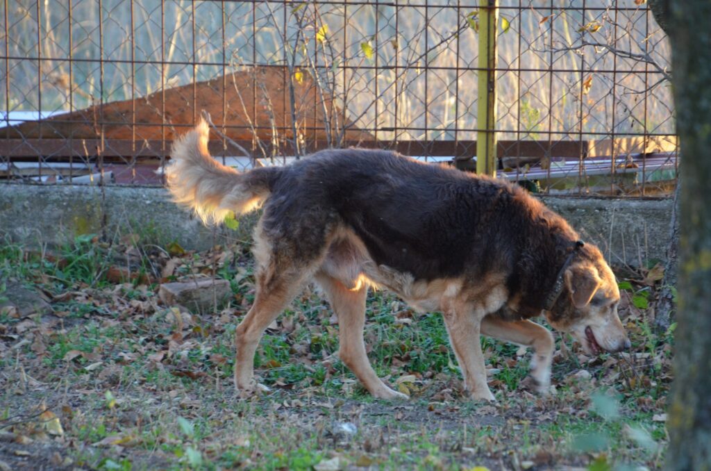 Brauner Hund im Freien