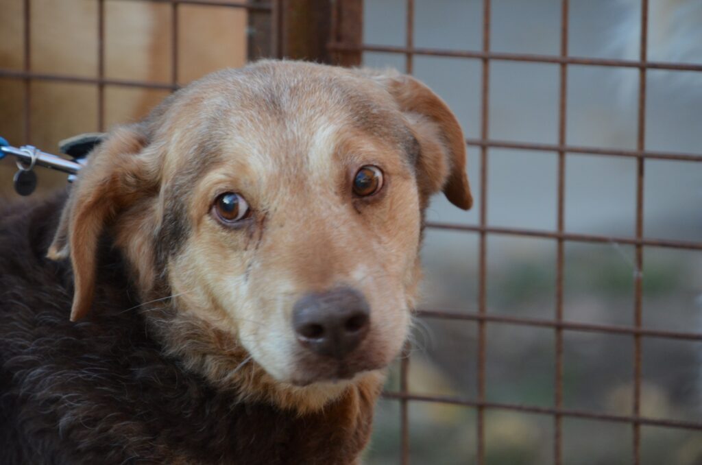 Brauner Hund blickt traurig