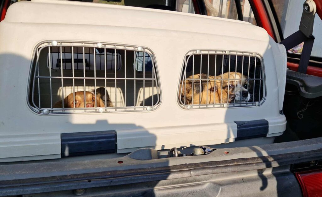 Hunde in Transportbox im Auto