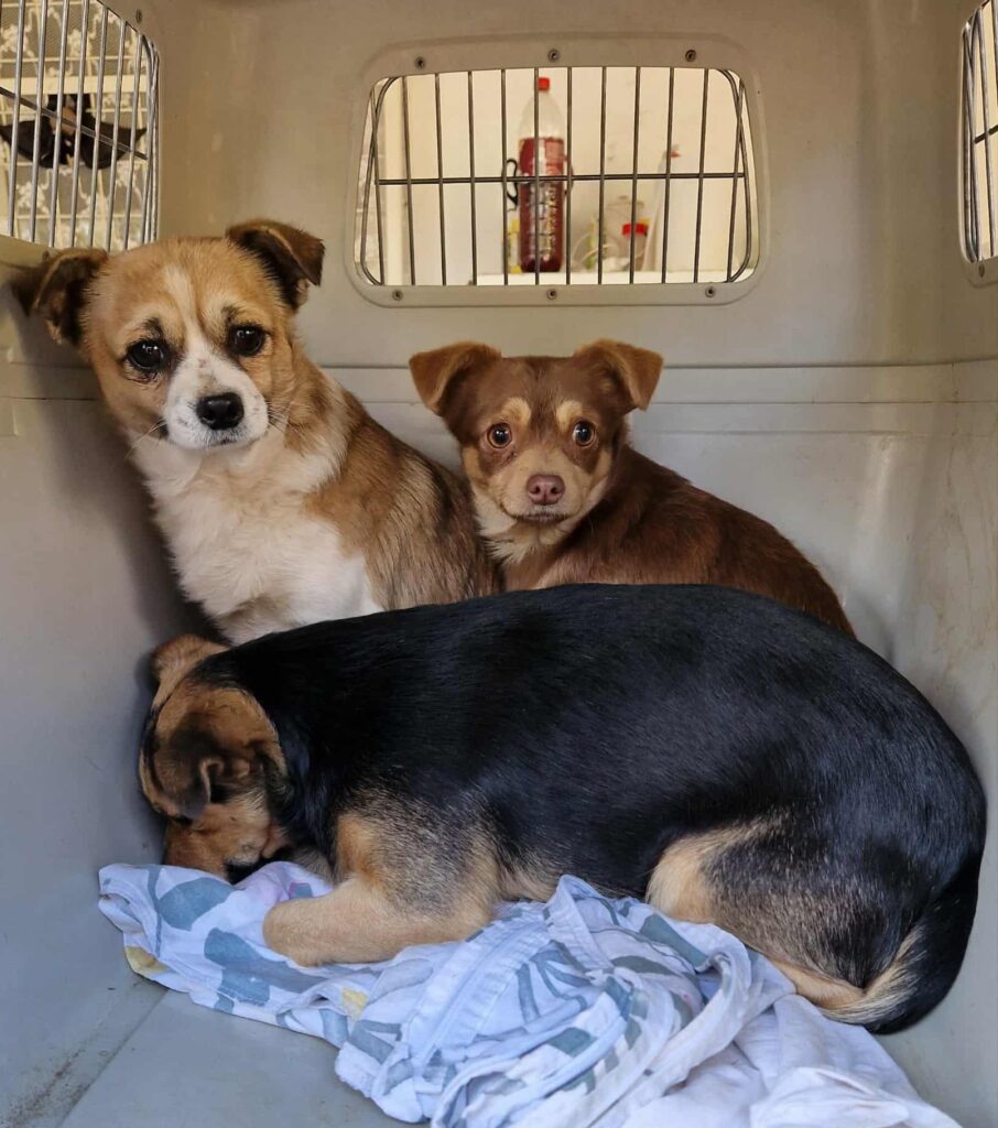 drei Hunde in einer Transportbox
