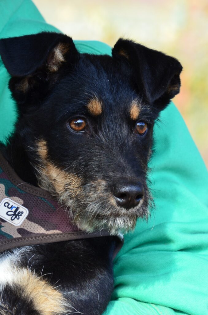 Kleiner Hund in Tarnfarben