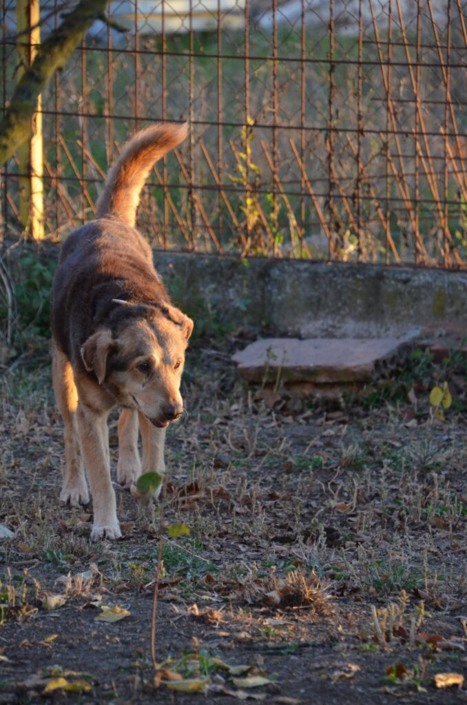 Brauner Hund im Freien