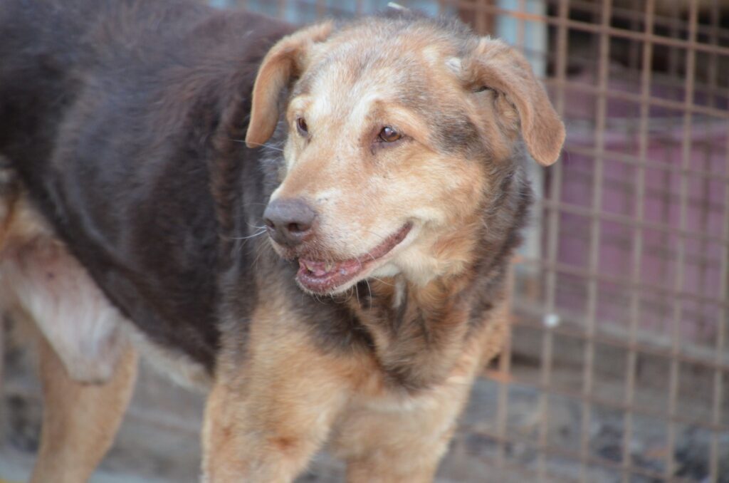 Alter Hund im Tierheim