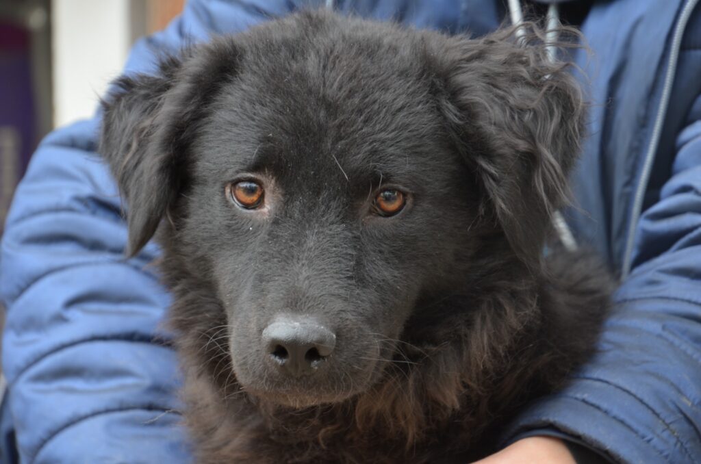 Schwarzer Hund hält Arme
