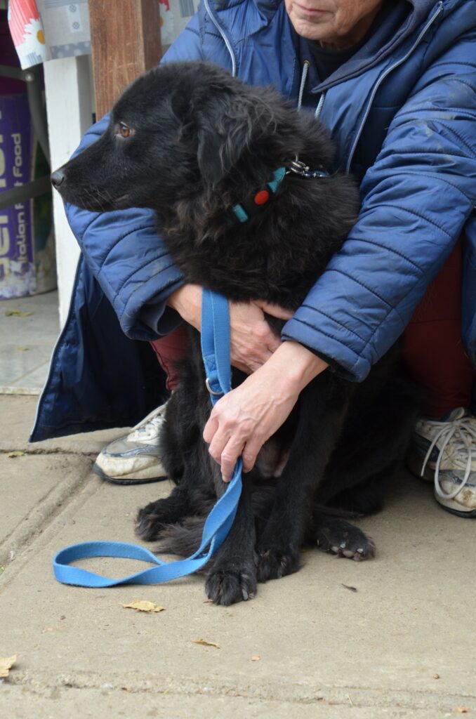 Schwarzer Hund sitzt mit Mensch