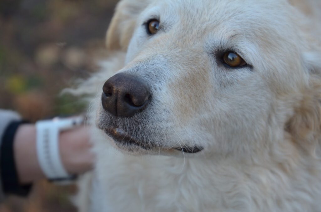 Weißer Hund schaut aufmerksam