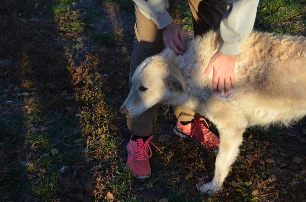 Person streichelt Hund