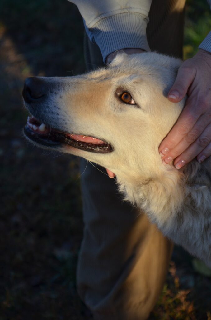 Hund mit Hand gestreichelt