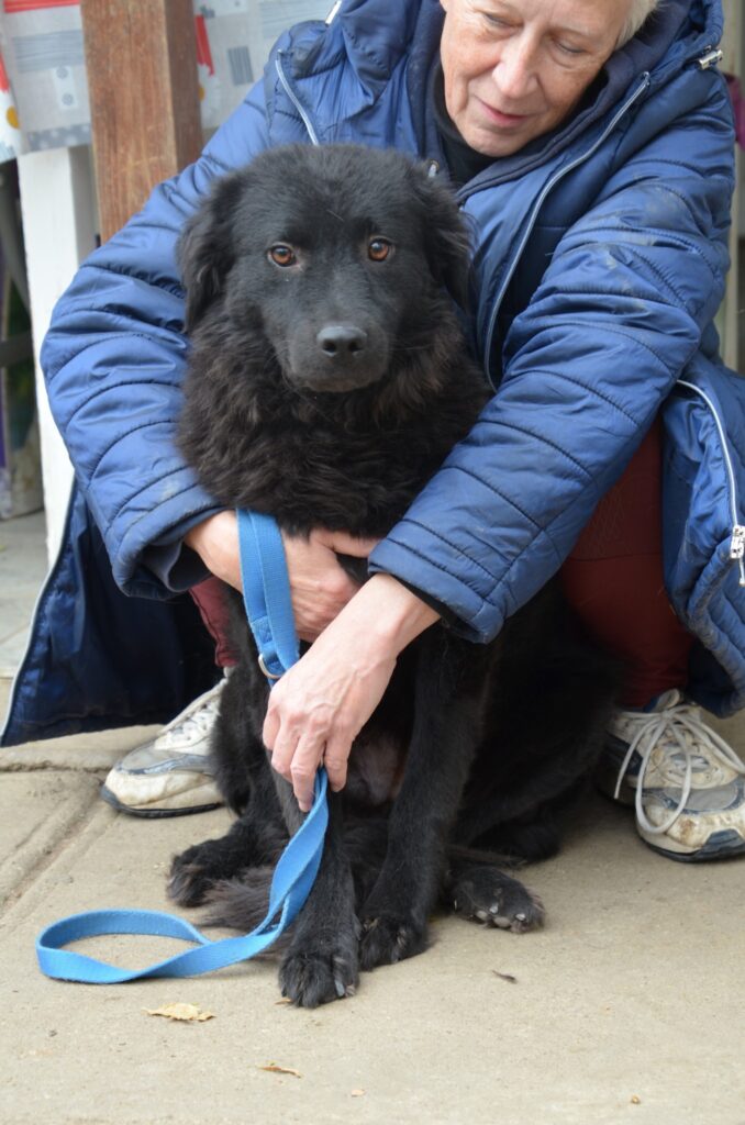 Schwarzer Hund wird gehalten