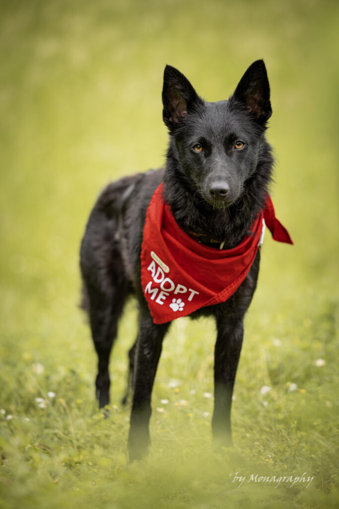 Schwarzer Hund, rote Bandana