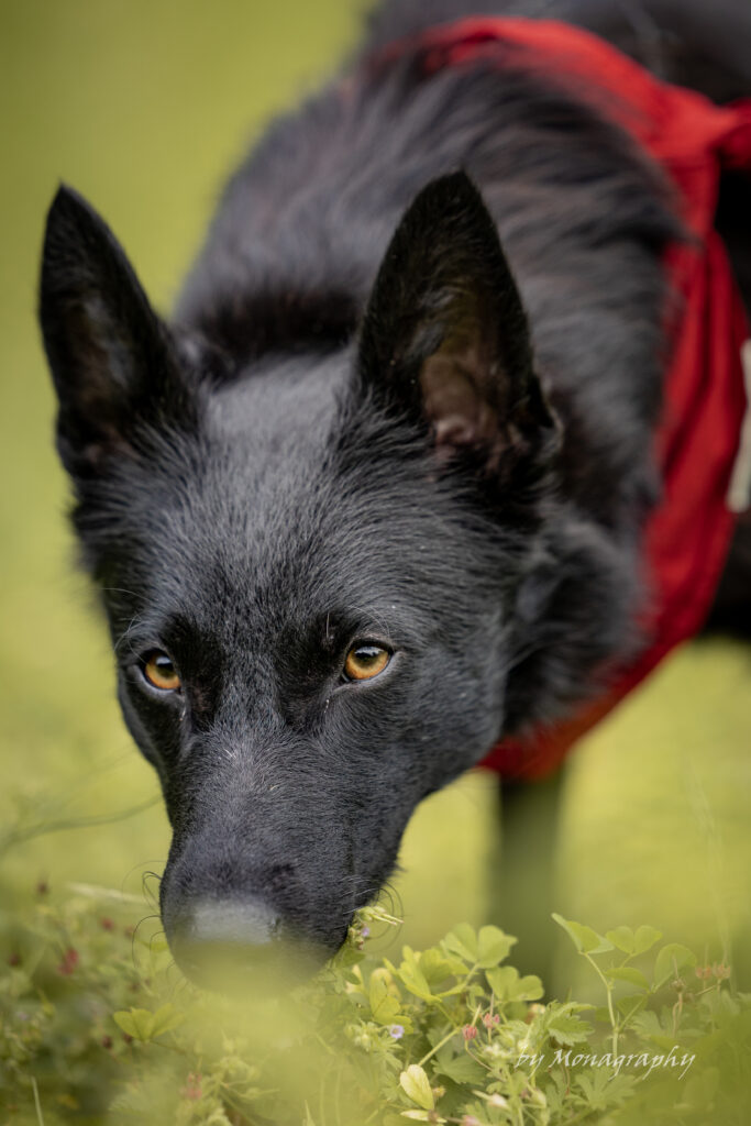 Schwarzer Hund schnüffelt am Boden