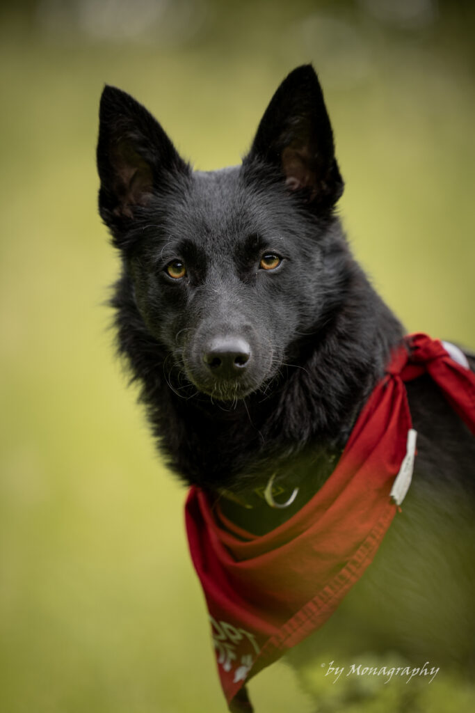 Schwarzer Hund mit Bandana