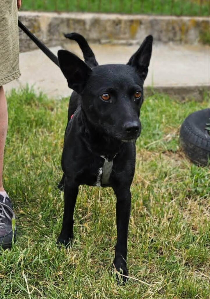 Kleiner schwarzer Hund mit Leine