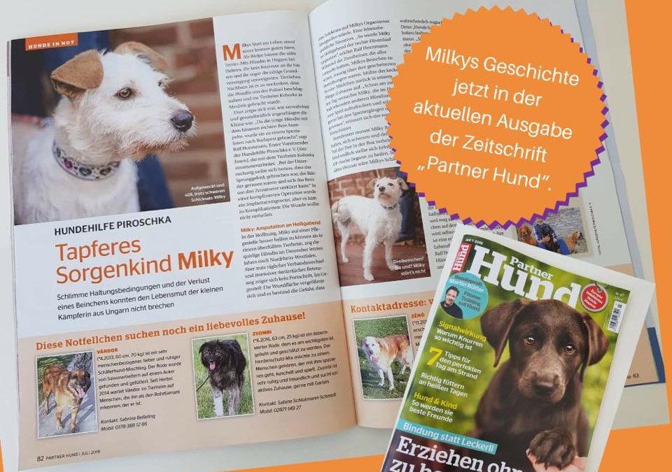 Hund Magazin Milchys Geschichte