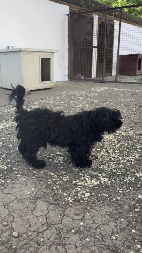 Schwarzer Hund im Freien
