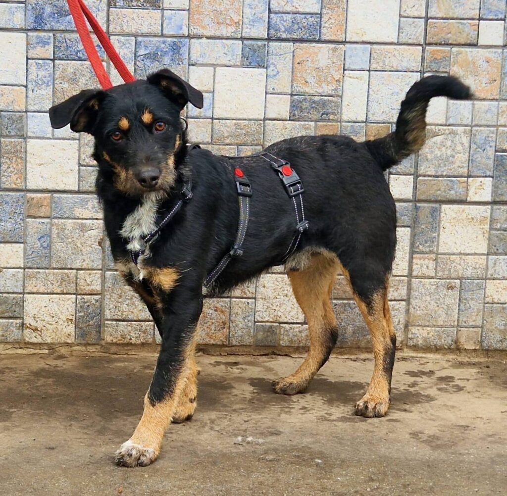 Schwarzer Hund mit braunen Flecken