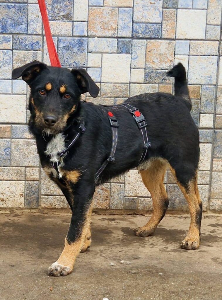 Schwarzer Hund im Geschirr