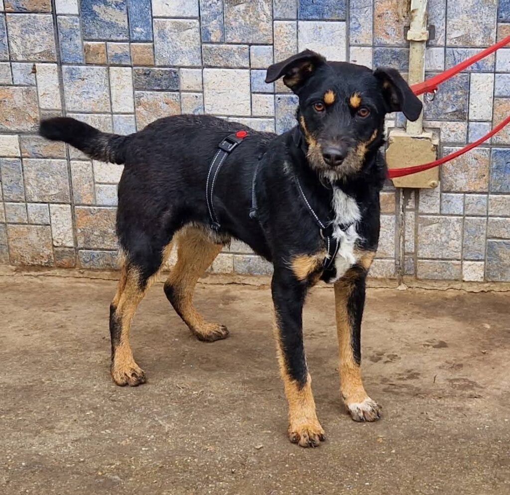 Schwarzer Hund mit Geschirr