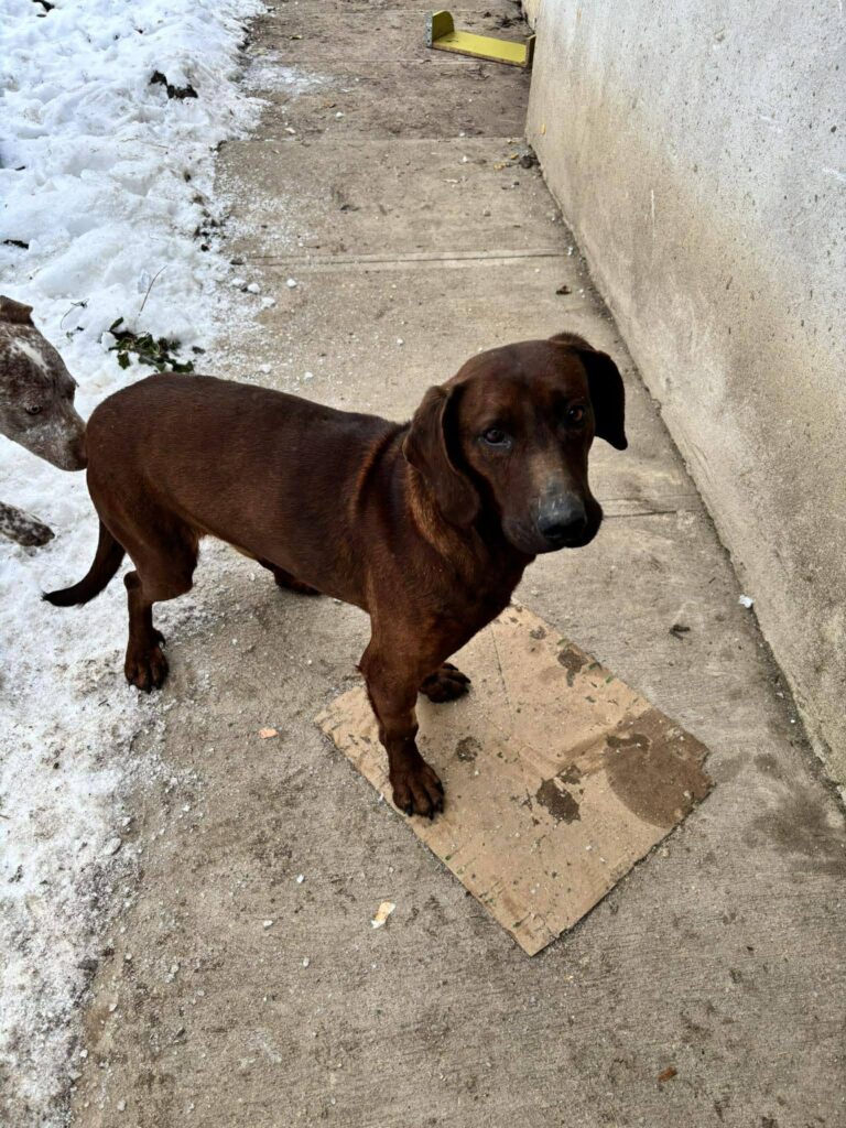 Brauner Hund wartet draußen