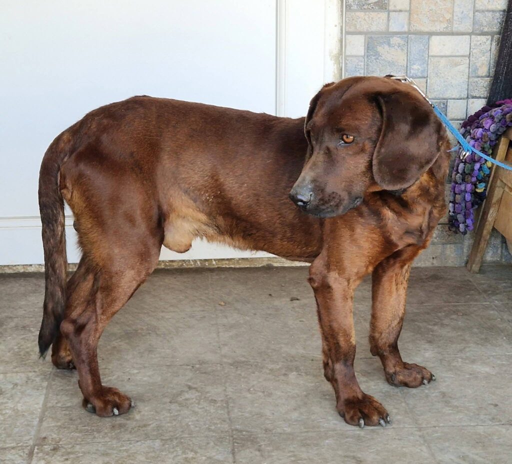 Brauner Hund steht am Boden
